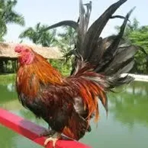 Vietnamese Bantam