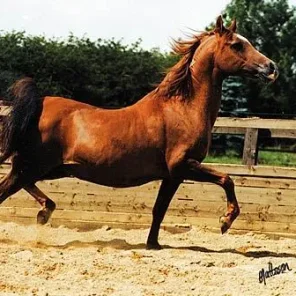 CYSTYR