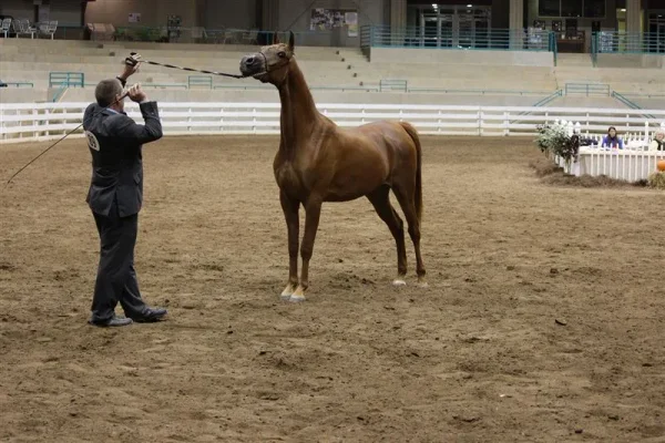 WESTERN CAROLINA’S ARABIAN SHOW November 2-4 , 2012