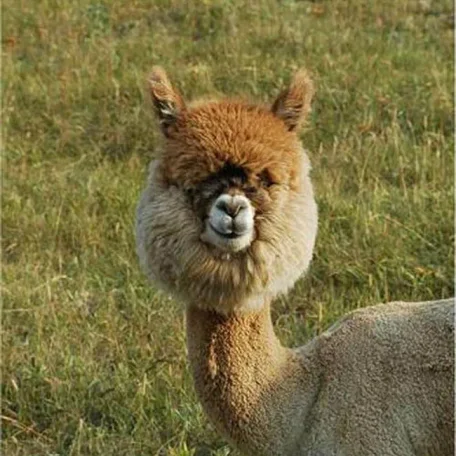 Alpaca History
