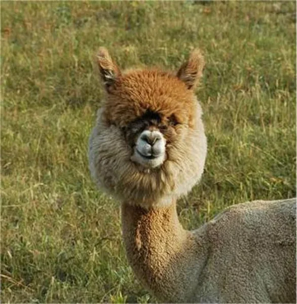Alpaca History
