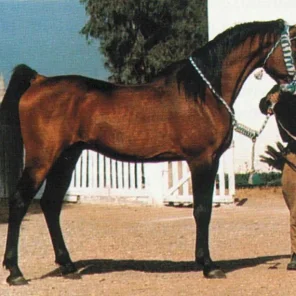 EL SAREEI
