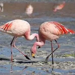 Flamingo
