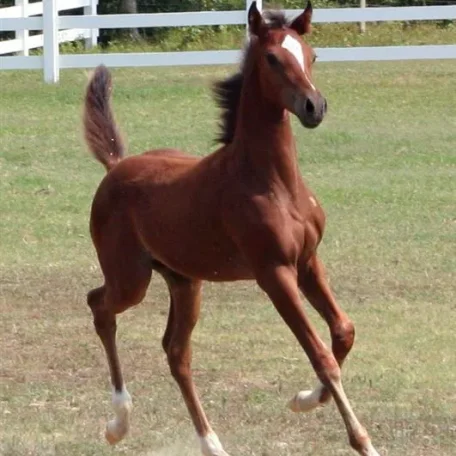 Major at 3 months