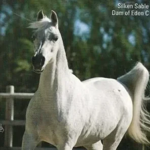 SILKEN SABLE