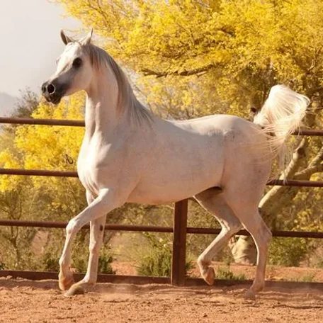 This white beauty is one of my most favorite Versace daughters!
IVORY LAVITA E BELLA ( VERSACE x IVORY KOMETA )