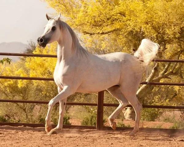 This white beauty is one of my most favorite Versace daughters!
IVORY LAVITA E BELLA ( VERSACE x IVORY KOMETA )