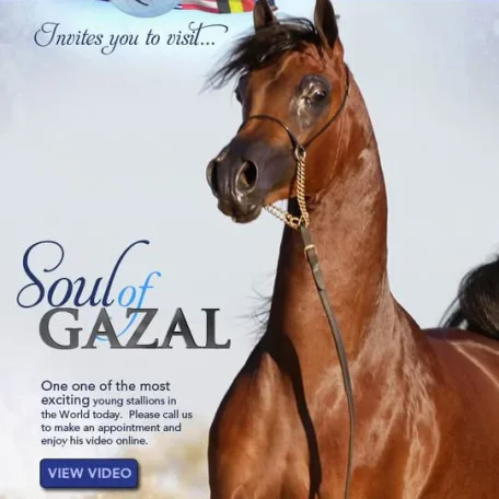 SOUL OF GAZAL SF (GAZAL AL SHAQABx VERONICA GA)
