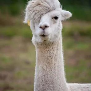 Alpaca History