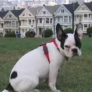 Frenchie Pug (Designer Dog)