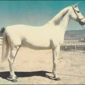 RABADILLA