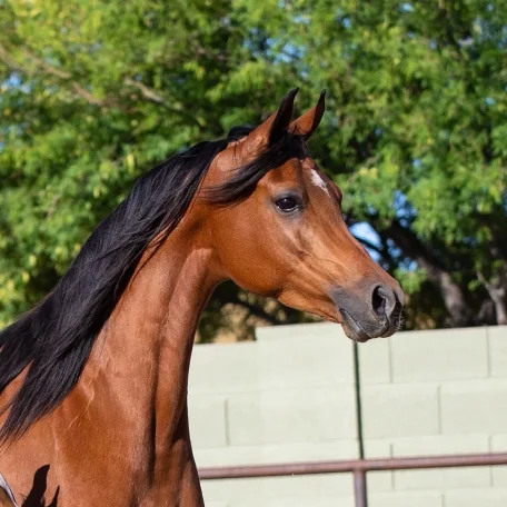 Maya Monet Luxemere Arabian Partners 