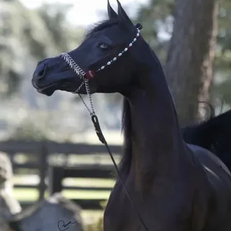 2013 National Champion Three Year Old Mare...Rasika with Ted Carson.