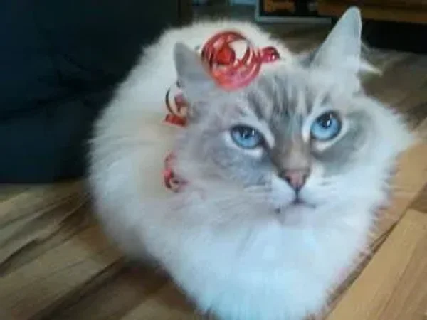 Nilla