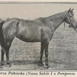 Zorza Pełkińska