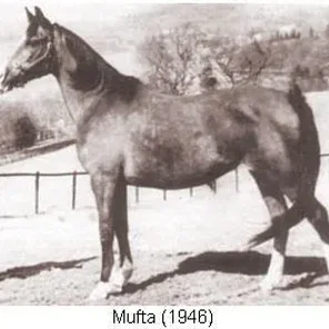Mufta