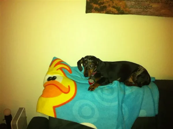 Roxy