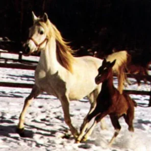 Mimikra