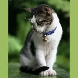 Domestic shorthair