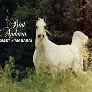 *Bint Ambara