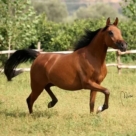 DOMINI