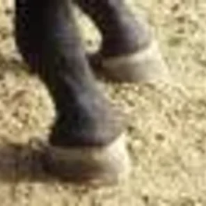Evaluating Horse Conformation Pt 6
