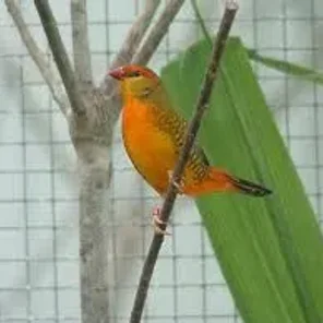 Orange Breasted Zebra