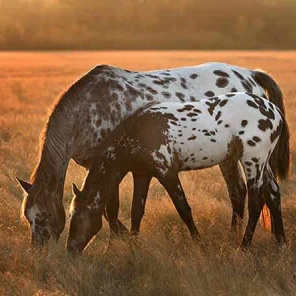 Appaloosa