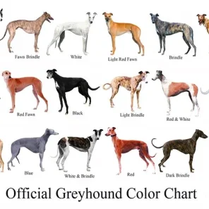 The Italian Greyhound