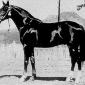 Knippel
