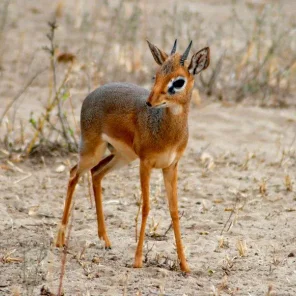 11 Delightful Facts About the Dik-Dik