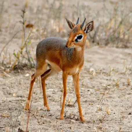 11 Delightful Facts About Dik-Diks That Will Make Them Your New Favorite Animal