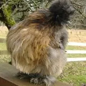non-Bearded Partridge Silkie Bantam