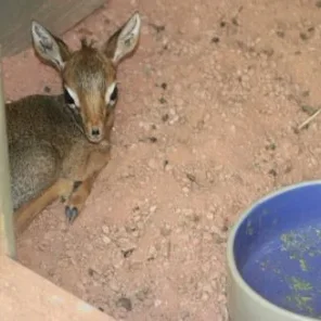 Keepers Raise Tiny Dik Dik at Pueblo Zoo