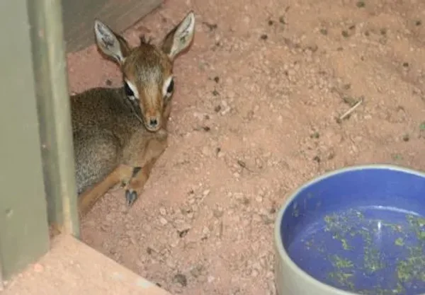 Keepers Raise Tiny Dik Dik at Pueblo Zoo
