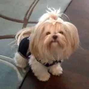 Havapeke (Designer Dog)