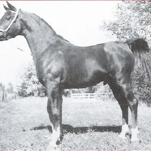 Royal Zaltar