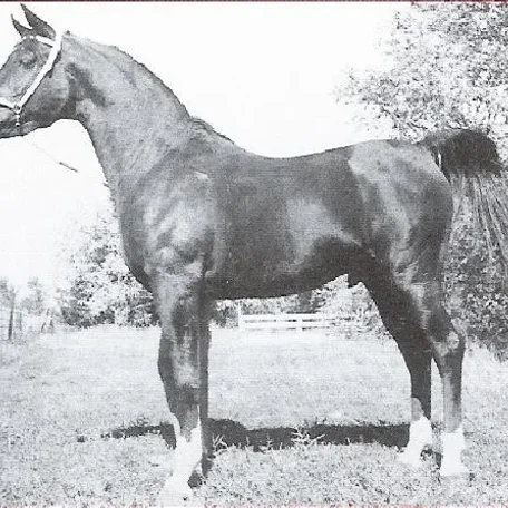 Royal Zaltar