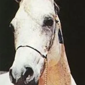 Ansata Jezebel