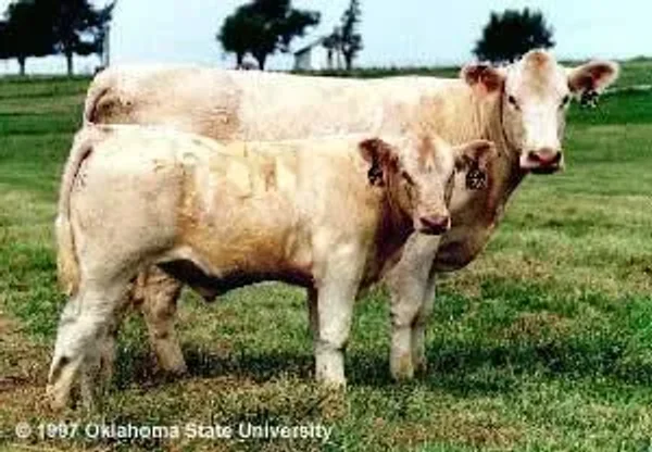 Charlotte Charolais