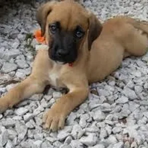 Golden Boxer (Designer Dog)