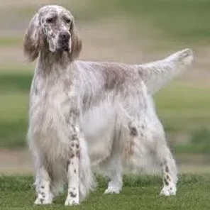 English Setter