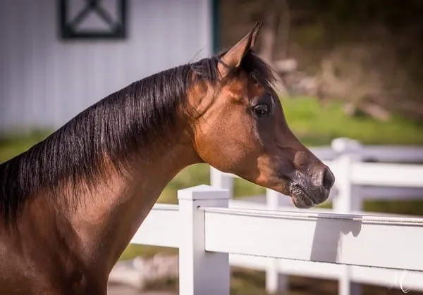 Luxemere Latour as a yearling. Photo by Megan Moore