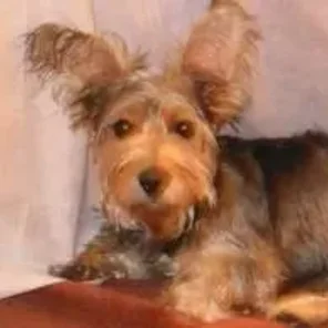 Silkzer (Designer Dog)