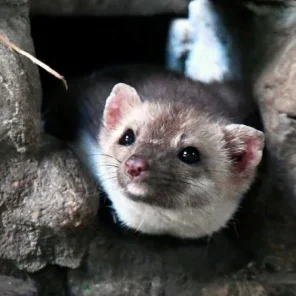 Lyme Disease’s Worst Enemy? It Might Be Foxes