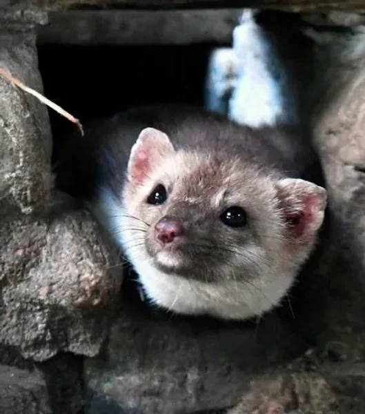 Lyme Disease’s Worst Enemy It Might Be Foxes and Ferrets