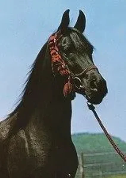 Gharib