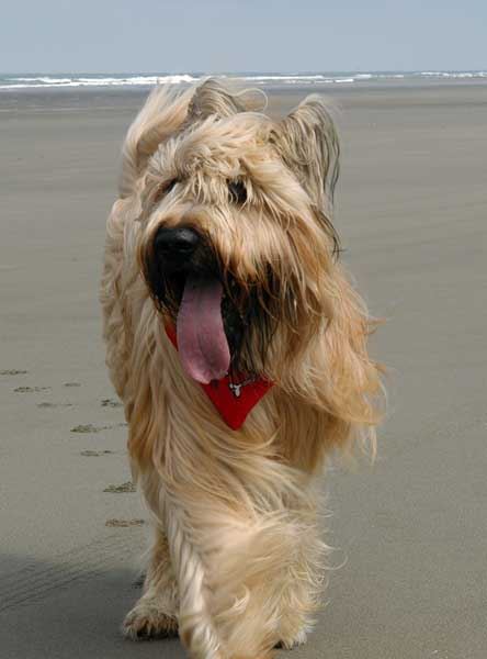 Is the Briard right for you?