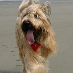 Is the Briard right for you?