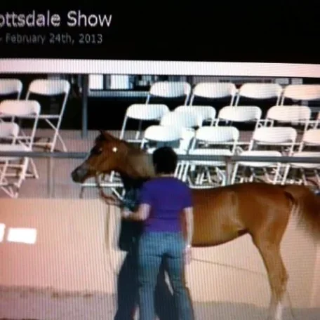 Soliel Scottsdale Top Ten Yearling Filly Shown By Marcy Myers